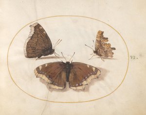  av Joris Hoefnagel