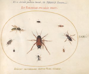 Plate 70: En mort omgitt av insekter av Joris Hoefnagel