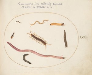Plate 70: Orm, tusenbein, tusenbein og andre lange skapninger av Joris Hoefnagel