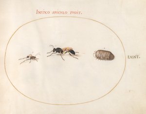 Tallerken 71: To veps og en pillebug av Joris Hoefnagel
