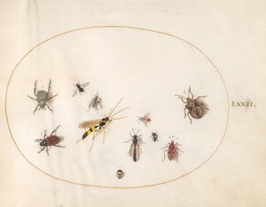 Plate 72: Skjoldbug, kanelbug, veps og andre insekter av Joris Hoefnagel