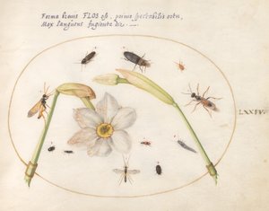 Tallerken 74: Insekter med hvite påskeliljer av Joris Hoefnagel