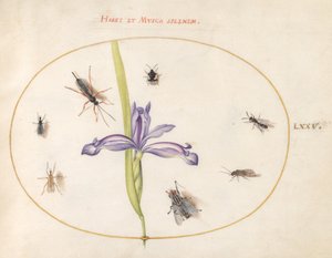 Plate 75: En flue og andre insekter med en iris av Joris Hoefnagel