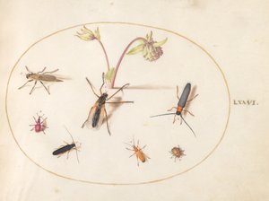 Tallerken 76: Insekter med rosa og kremfarget akeeleie av Joris Hoefnagel