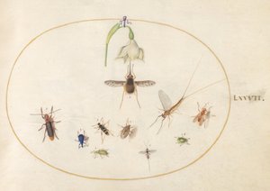 Plate 77: prikket humleflue med en hvit blomst, en døgnflue, en blå snutebille og andre insekter av Joris Hoefnagel