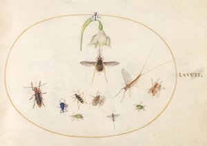 Tallerken 77: Hummingbird Hawk Moth med en hvit blomst, blå og grønne snutebiller og andre insekter av Joris Hoefnagel
