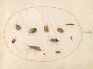 Plate 79: Tolv insekter, inkludert skjoldbugs av Joris Hoefnagel