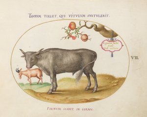 Plate 7: En okse og et horndyr av Joris Hoefnagel