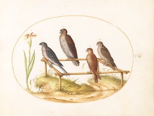 Plate 7: Fire rovfugler på en treramme av Joris Hoefnagel
