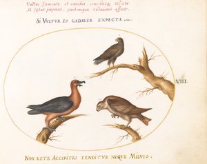 Plate 8: Skjegggribb med to rovfugler av Joris Hoefnagel