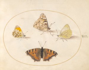 Tallerken 8: oransje spiss, malt dame, sørlige små hvite og små skilpaddeskallsommerfugler av Joris Hoefnagel