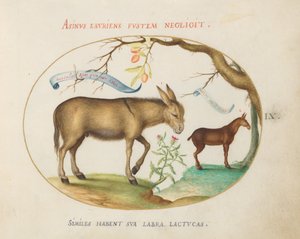 Plate 9: Et esel og et muldyr av Joris Hoefnagel