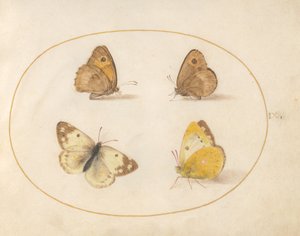 Plate 9: Engbrune, portvakt, skygule og badehvite sommerfugler av Joris Hoefnagel