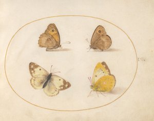  av Joris Hoefnagel
