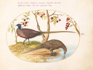Plate 9: To fasaner med fruktbærende planter av Joris Hoefnagel