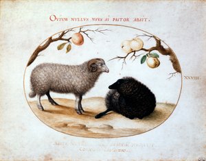 Ram, svart sau og to eplegrener, 1500-tallet. av Joris Hoefnagel