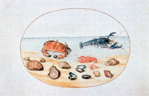 Skjell og skalldyr, 1500-tallet av Joris Hoefnagel