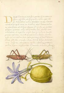  av Joris Hoefnagel