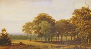 Veien i skogen