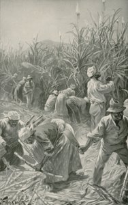 Svart på jobb i en sukkerrørplantasje på Jamaica (litho)
