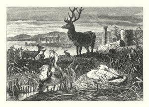 Decay of Earthly Pomp (gravering) av Joseph (after) Wolf