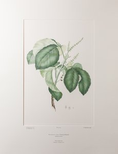 Allophyllus cobbe (Sapindaceae) - Plate 365, Banks#39; Florilegium, ca. 1771-84 (kobberstikk på papir) av Joseph Banks
