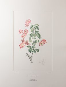 Bouganvillea spectabilis (Nyctaginaceae) - Plate 355, Banks#39; Florilegium, ca. 1771-84 (kobberstikk på papir) av Joseph Banks