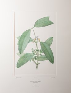 Calophyllum soulattri (Guttiferae) - Plate 362, Banks#39; Florilegium, ca. 1771-84 (kobberstikk på papir)