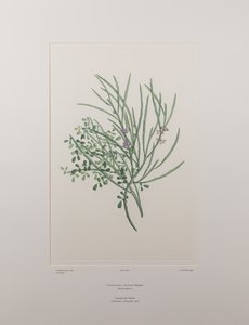 Carmichaelia solandri (Leguminosae) - Plate 429, Banks#39; Florilegium, ca. 1771-84 (kobberstikk på papir) av Joseph Banks