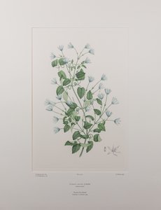 Clematis forsteri (Ranunculaceae) - Plate 402, Banks#39; Florilegium, ca. 1771-84 (kobberstikk på papir)