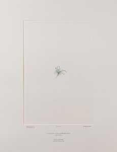 Colobanthus apetalus (Caryophyllaceae) - Plate 414, Banks#39; Florilegium, ca. 1771-84 (kobberstikk på papir) av Joseph Banks
