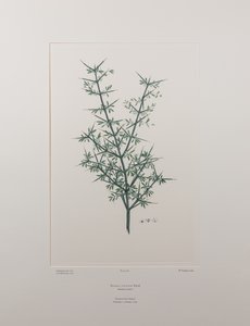 Discaria toumatou (Rhamnaceae) - Plate 426, Banks#39; Florilegium, ca. 1771-84 (kobberstikk på papir)
