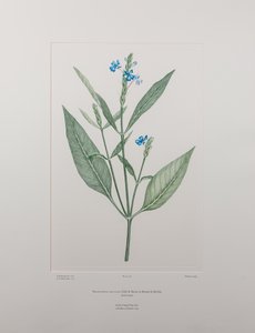 Eranthemum nervosa (Acanthaceae) - Plate 378, Banks#39; Florilegium, ca. 1771-84 (kobberstikk på papir)