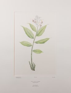 Globba marantina (Zingiberaceae) - Plate 390, Banks#39; Florilegium, ca. 1771-84 (kobberstikk på papir) av Joseph Banks