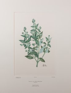 Haloragis erecta (Haloragidaceae) - Plate 439, Banks#39; Florilegium, ca. 1771-84 (kobberstikk på papir)