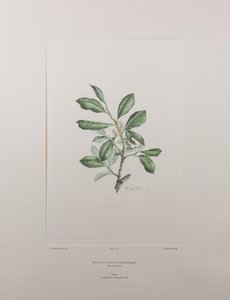 Heberdenia bahamensis (Myrsinaceae) - Plate 395, Banks#39; Florilegium, ca. 1771-84 (kobberstikk på papir)