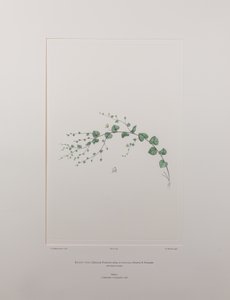 Kicksia spuria subsp. integrifolia (Scrophulariaceae) - Plate 397, Banks#39; Florilegium, ca. 1771-84 (kobberstikk på papir)