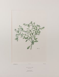 Lepidium flexicaule (Cruciferae) - Plate 409, Banks#39; Florilegium, ca. 1771-84 (kobberstikk på papir)