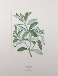 Pittosporum ralphii (Pittosporaceae) - Plate 413, Banks#39; Florilegium, ca. 1771-84 (kobberstikk på papir)