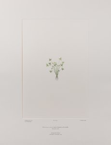 Ranunculus acaulis (Ranunculaceae) - Plate 403, Banks#39; Florilegium, ca. 1771-84 (kobberstikk på papir)