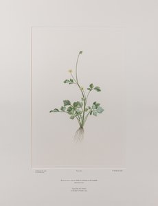 Ranunculus hirtus (Ranunculaceae) - Plate 404, Banks#39; Florilegium, ca. 1771-84 (kobberstikk på papir) av Joseph Banks