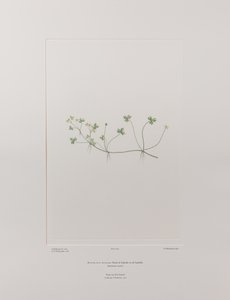 Ranunculus rivularis (Ranunculaceae) - Plate 405, Banks#39; Florilegium, ca. 1771-84 (kobberstikk på papir)