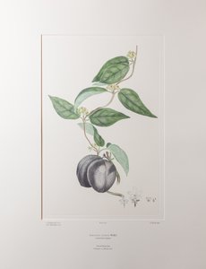 Sarcolobus globosus subsp. globosus (Asclepiadaceae) - Plate 372, Banks#39; Florilegium, ca. 1771-84 (kobberstikk på papir)