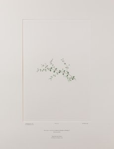 Stellaria parviflora (Caryophyllaceae) - Plate 415, Banks#39; Florilegium, ca. 1771-84 (kobberstikk på papir) av Joseph Banks