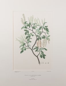 Weinmannia sylvicola (Cunoniaceae) - Plate 436, Banks#39; Florilegium, ca. 1771-84 (kobberstikk på papir)