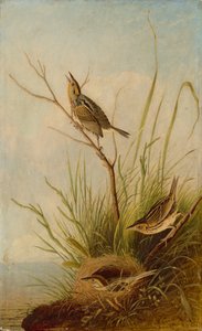 Sharp-tailed Finch, 18311833.