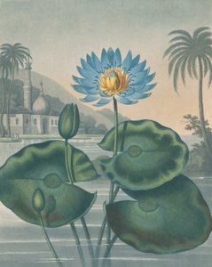 Den blå egyptiske vannliljen, 11. september 1804.