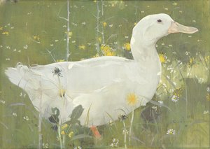 The White Drake (gouache på lerret)