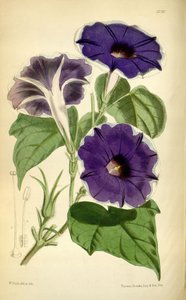 Ipomoea null, 1868