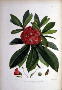 Rhododendron: Barbatum, litografi av Walter Hood Fitch